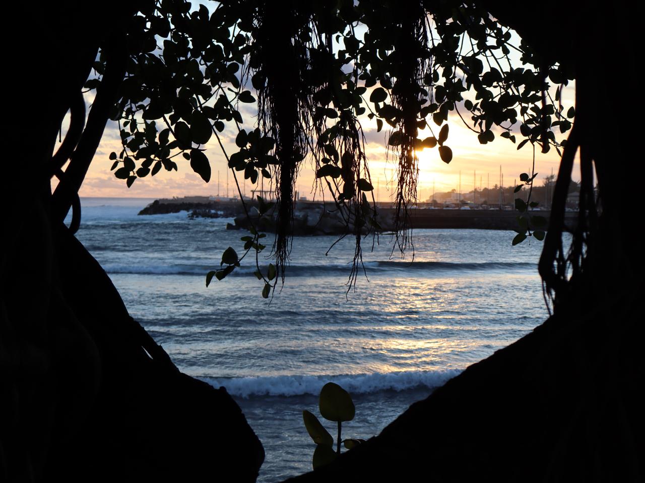Vue sur la mer encadrée par la végétation